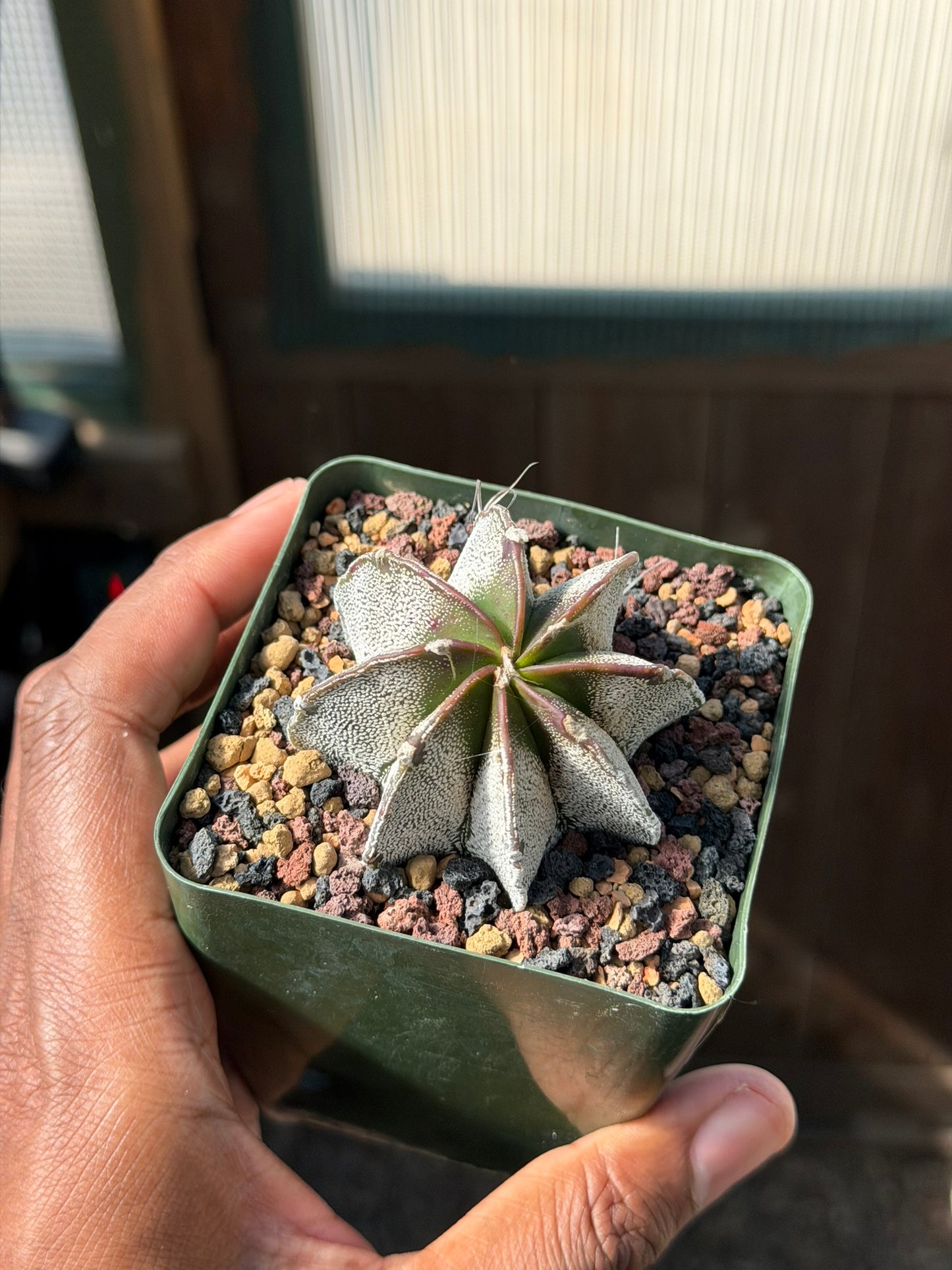 Astrophytum capricorne