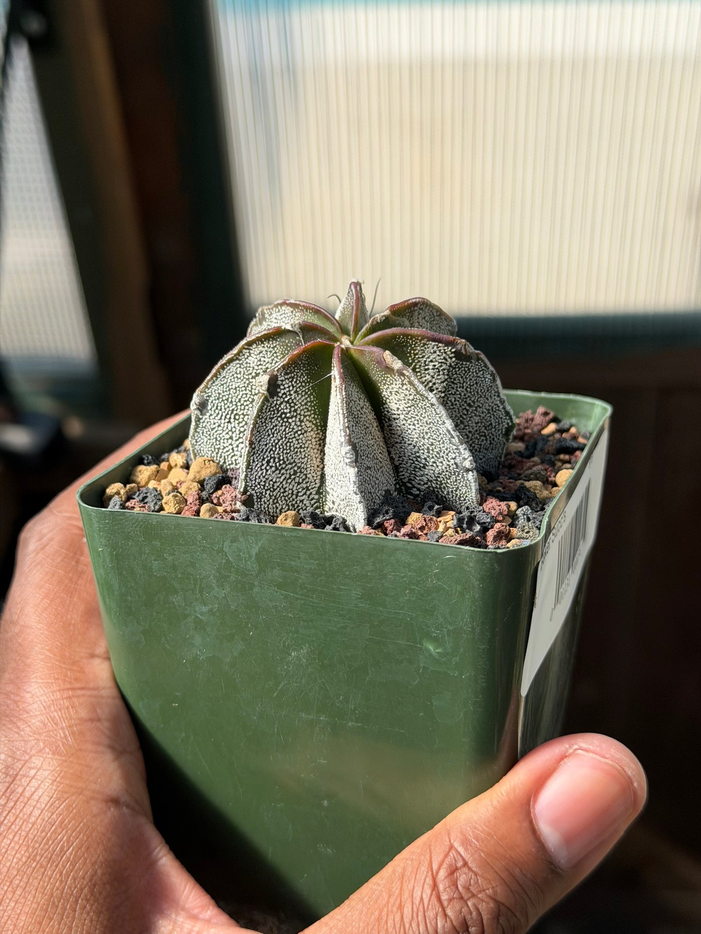 Astrophytum capricorne