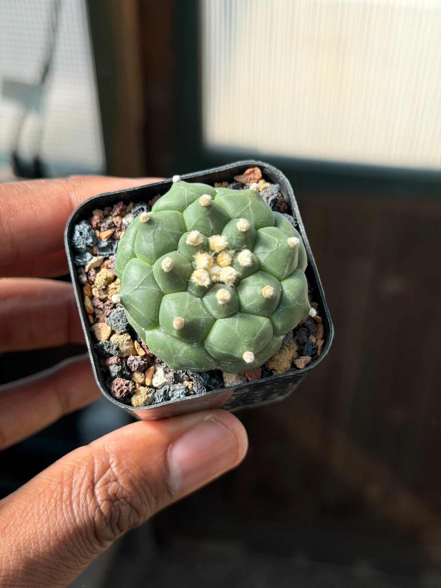 Astrophytum asterias Kikko