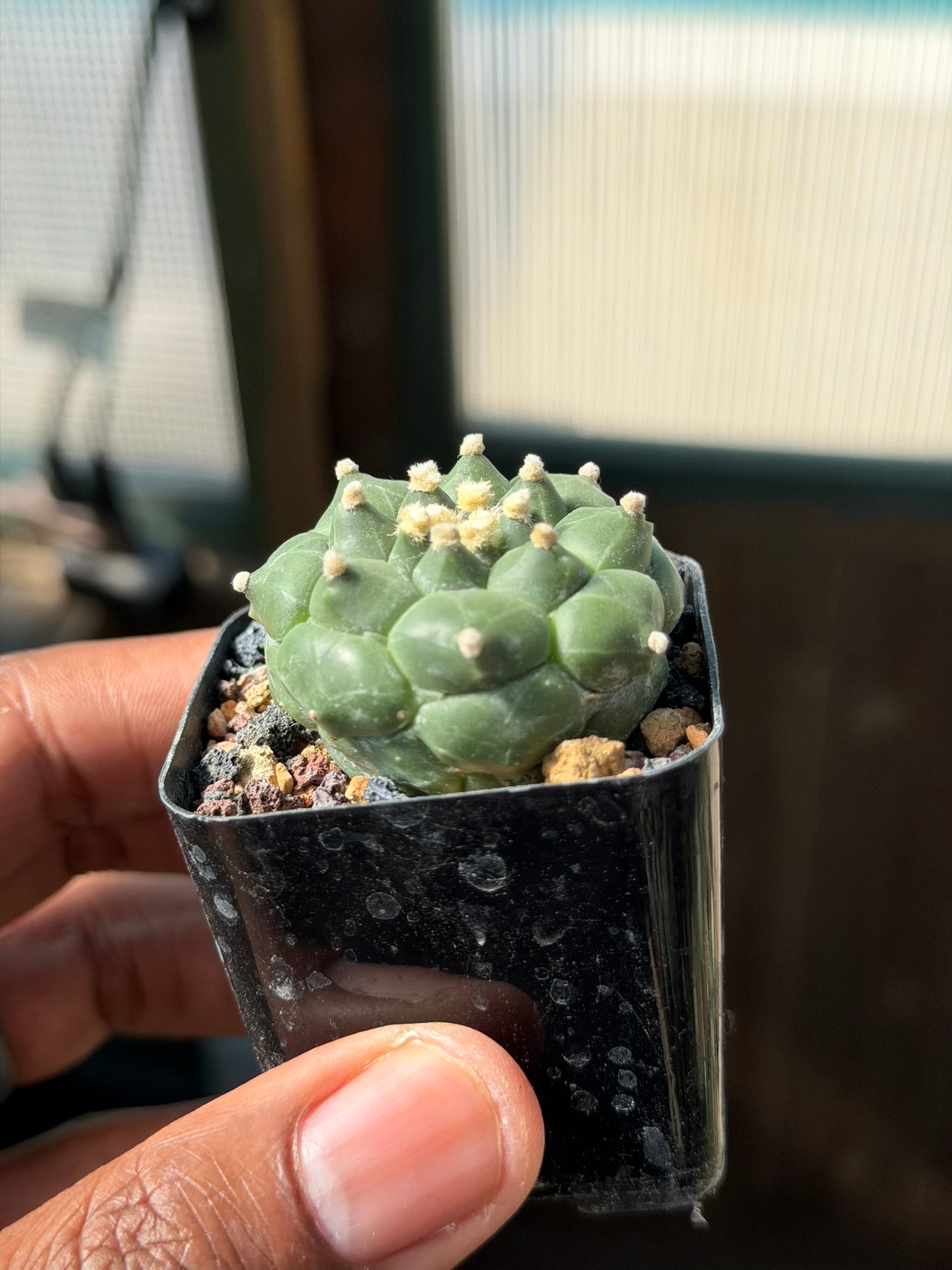 Astrophytum asterias Kikko