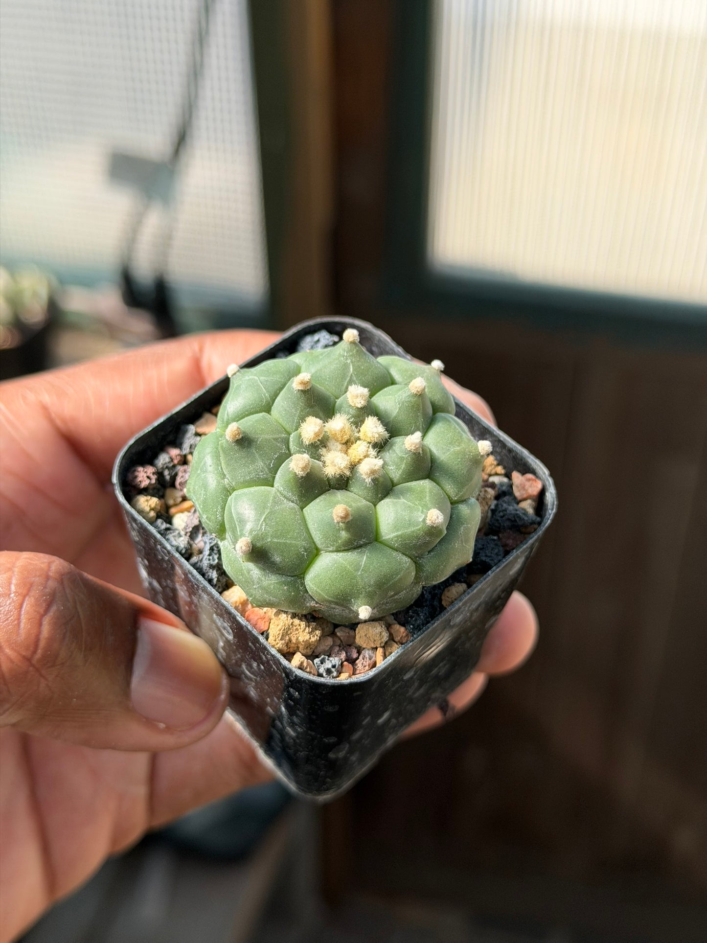 Astrophytum asterias Kikko