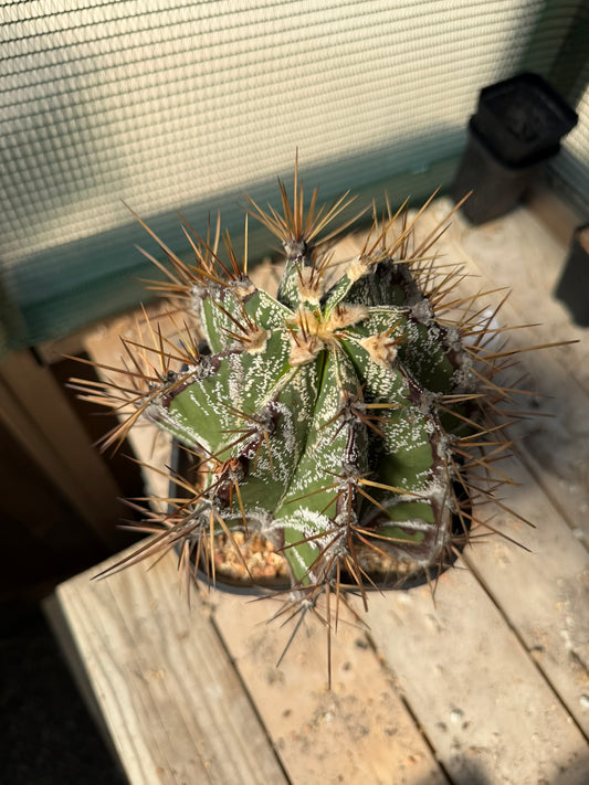 Astrophytum Ornatum