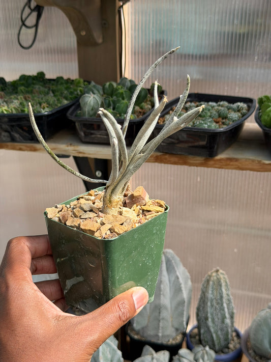 Astrophytum caput-medusae