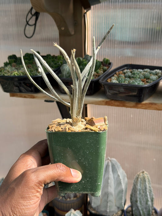 Astrophytum caput-medusae