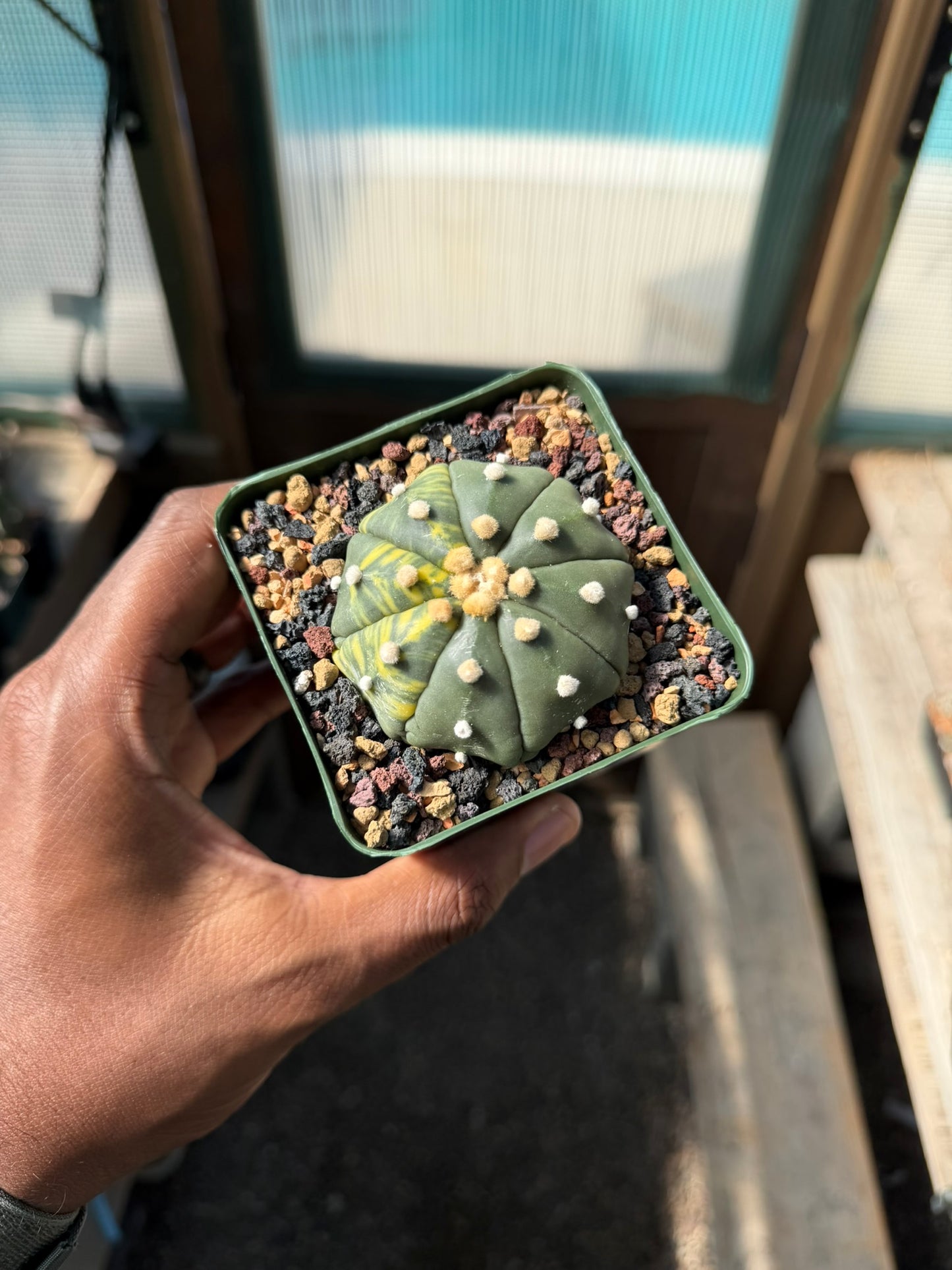 Astrophytum asterias Variegated