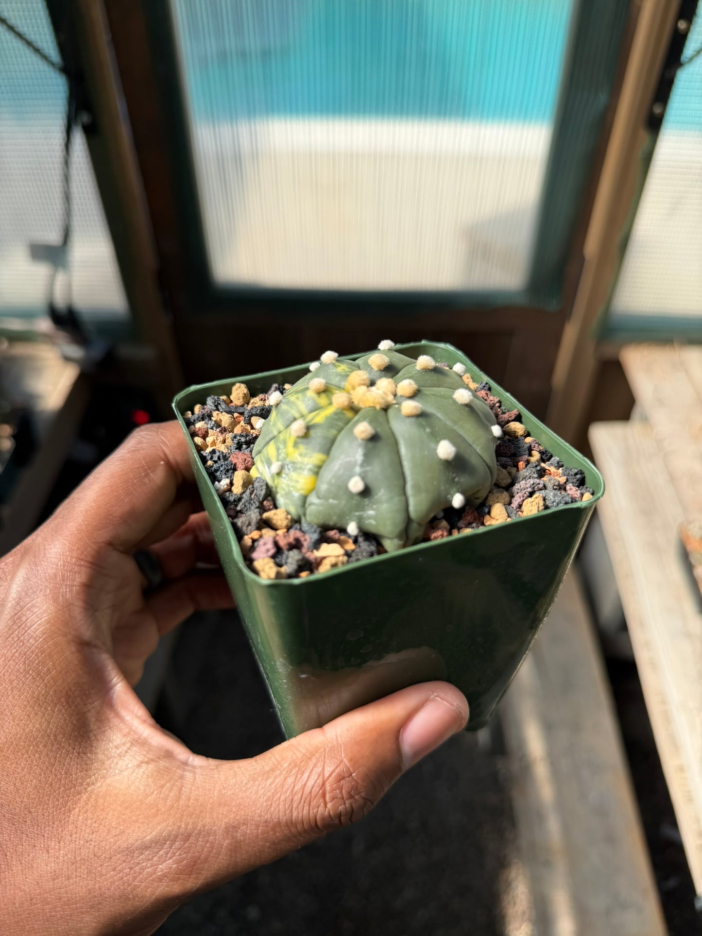 Astrophytum asterias Variegated