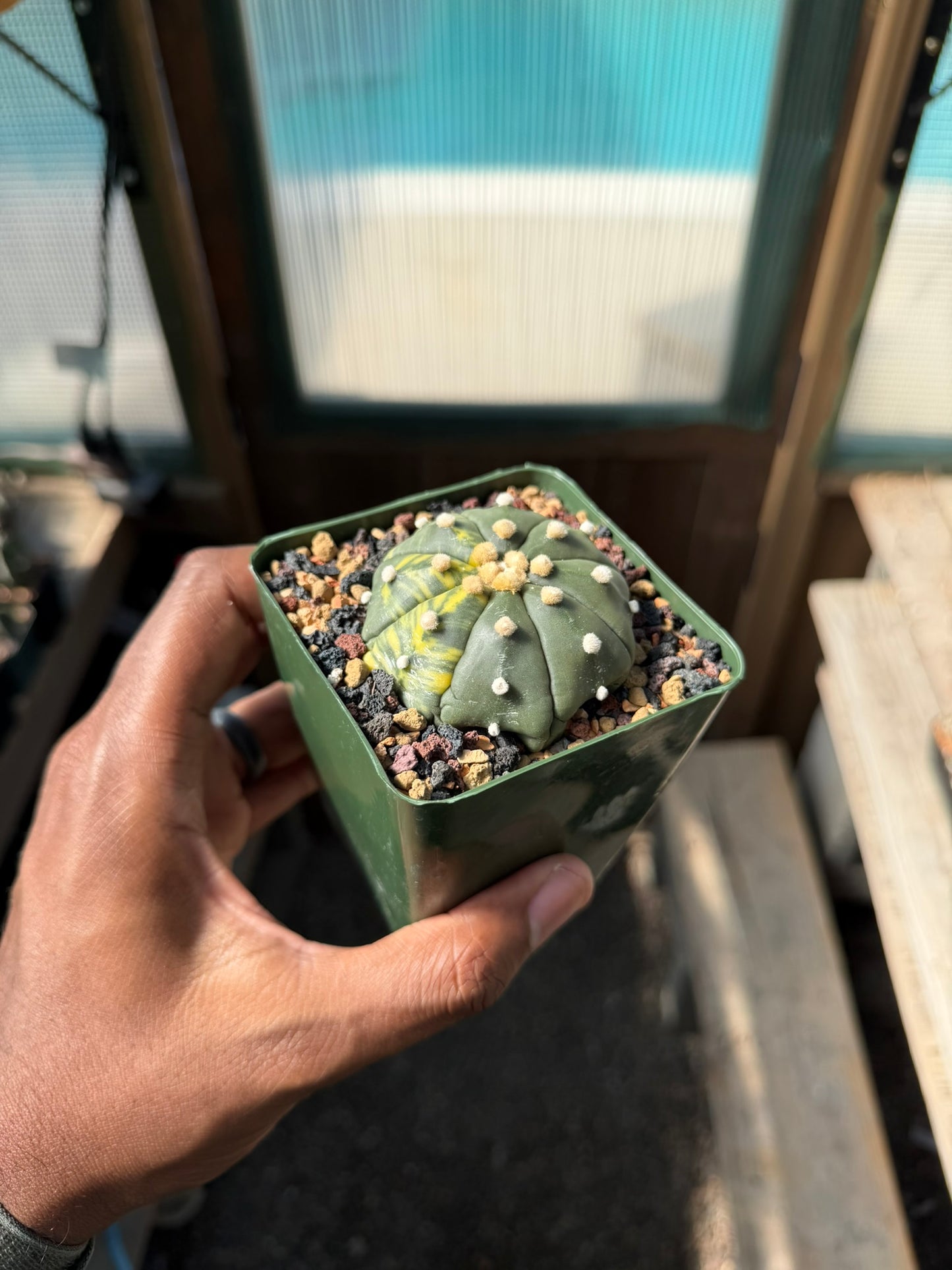 Astrophytum asterias Variegated