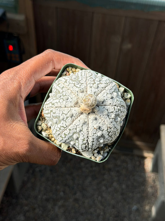 Astrophytum asterias Superkabuto Star Shape