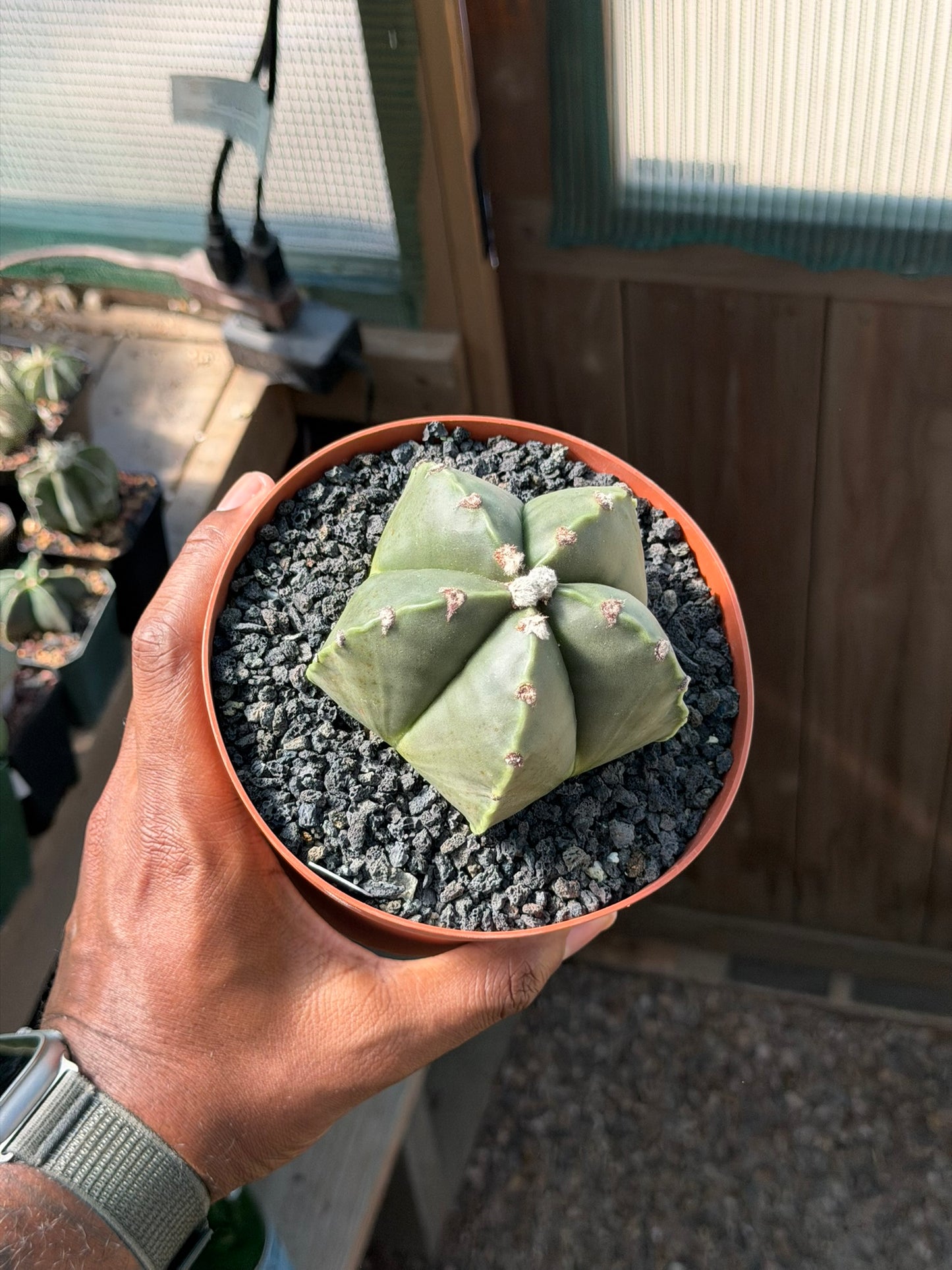 Astrophytum myriostigma nudum