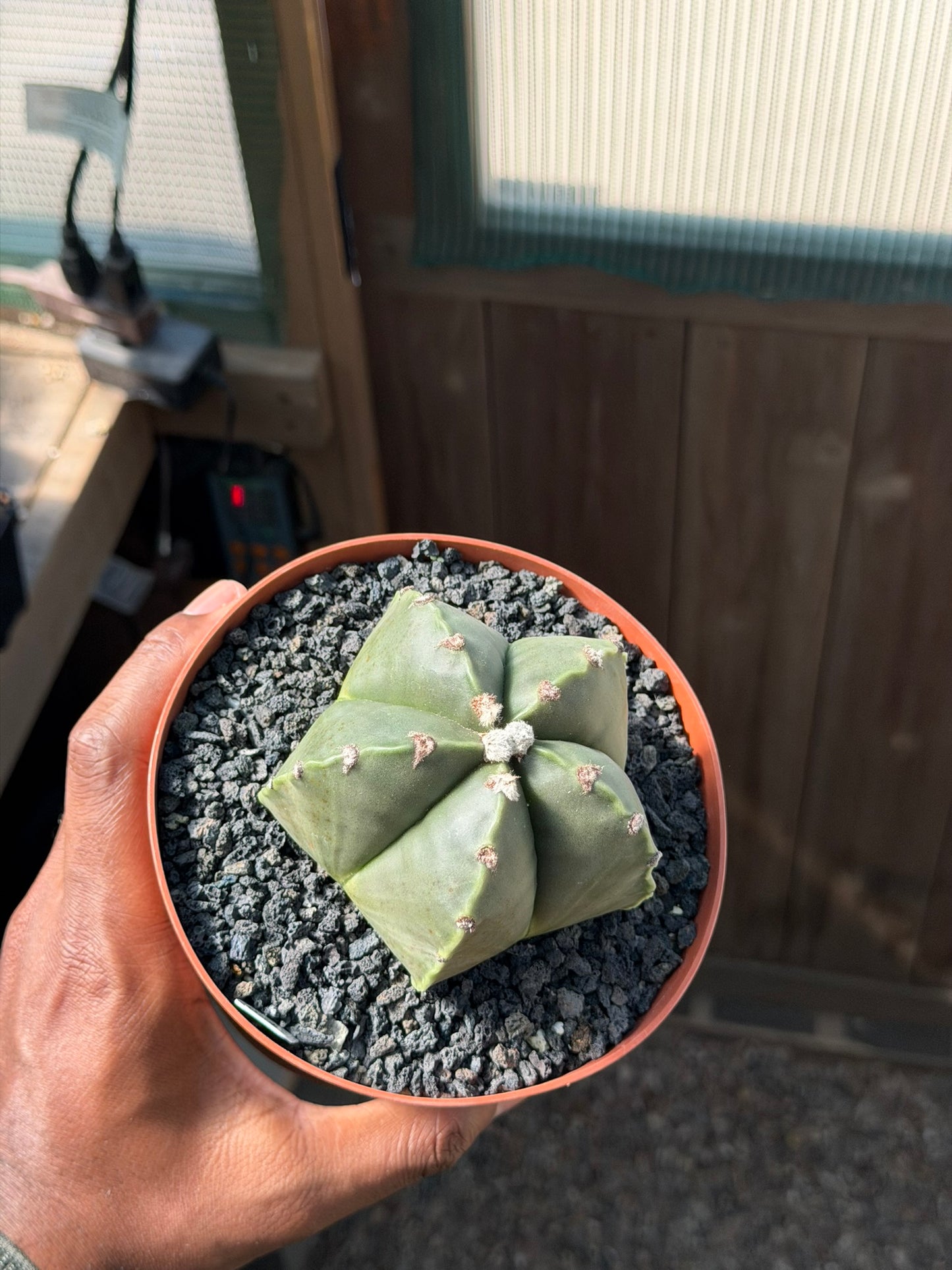 Astrophytum myriostigma nudum