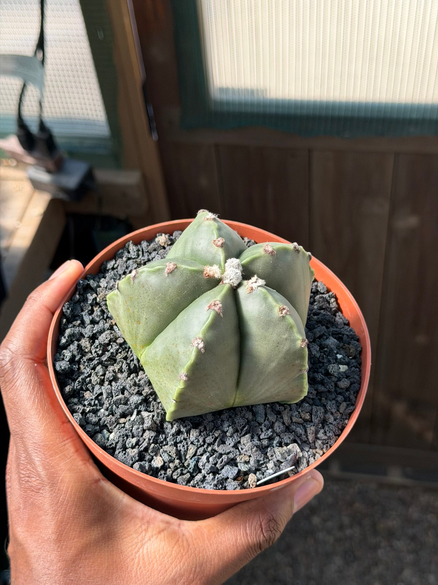 Astrophytum myriostigma nudum