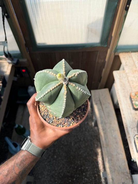 Astrophytum myriostigma multicostatum