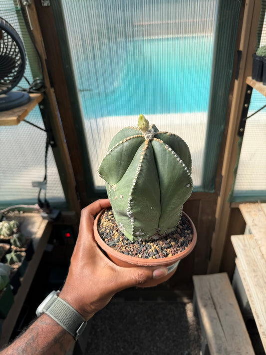 Astrophytum myriostigma multicostatum