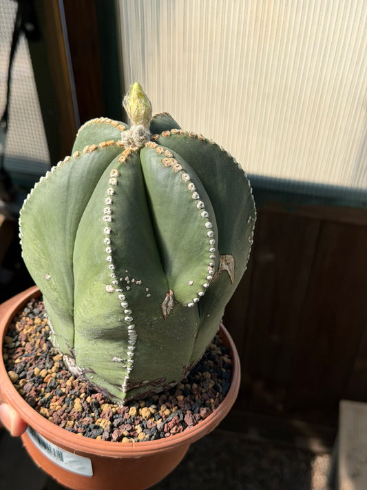 Astrophytum myriostigma multicostatum