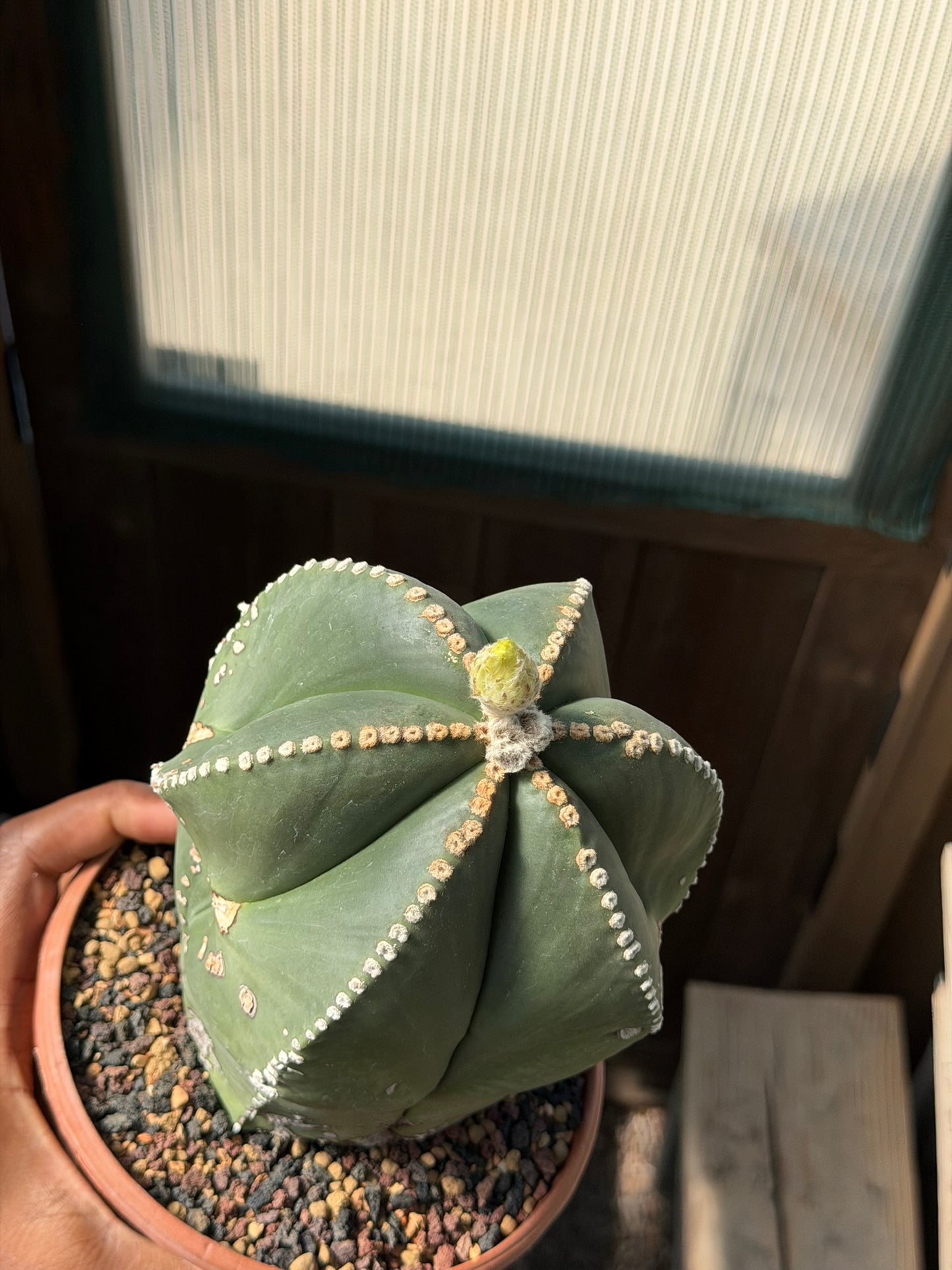 Astrophytum myriostigma multicostatum