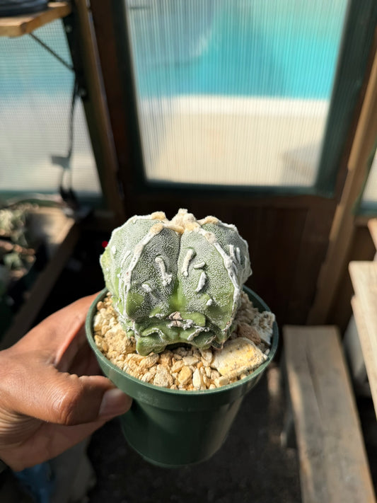 Astrophytum myriostigma Fukuryu Hakujo