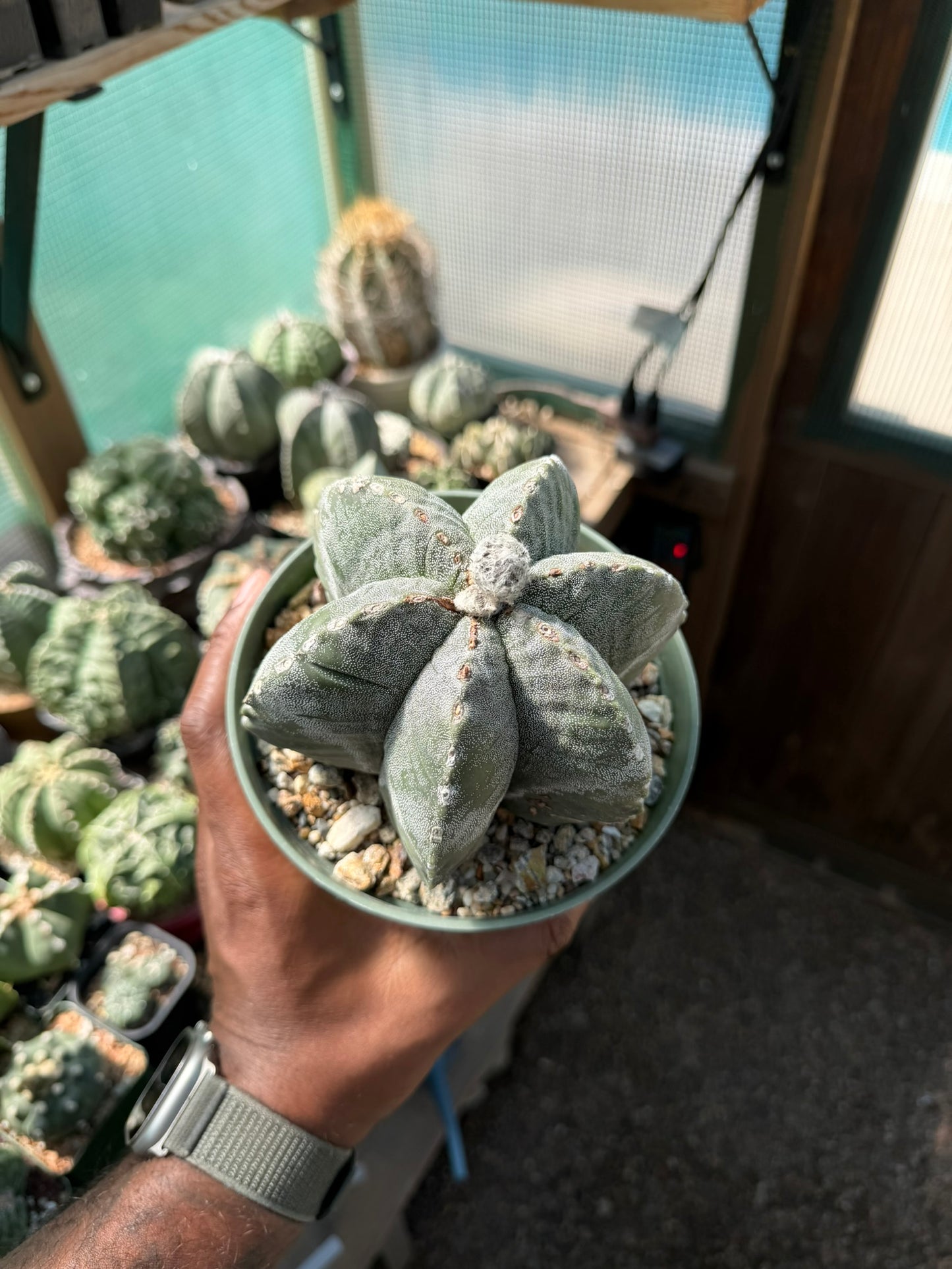 Astrophytum myriostigma multicostatum
