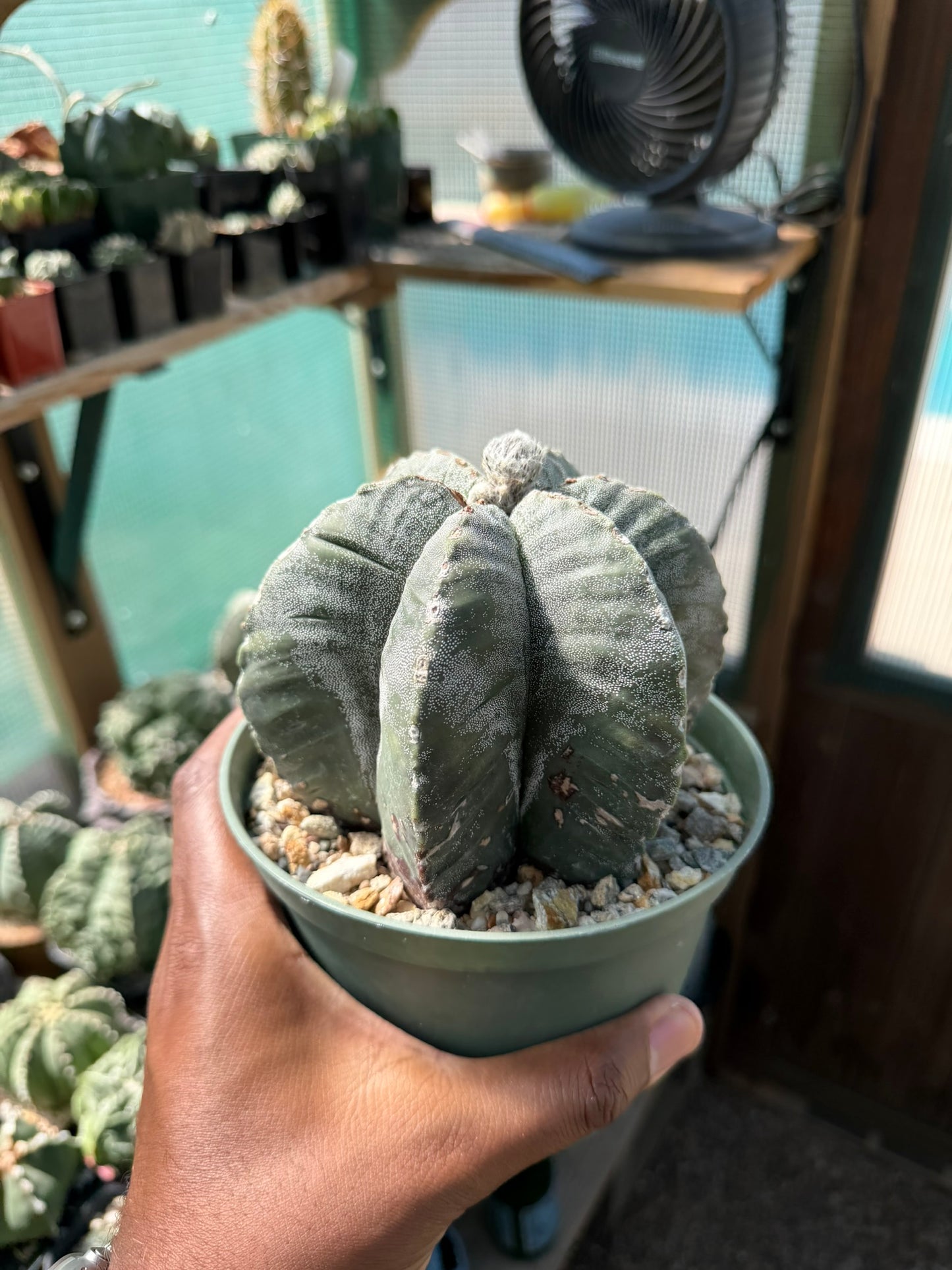 Astrophytum myriostigma multicostatum