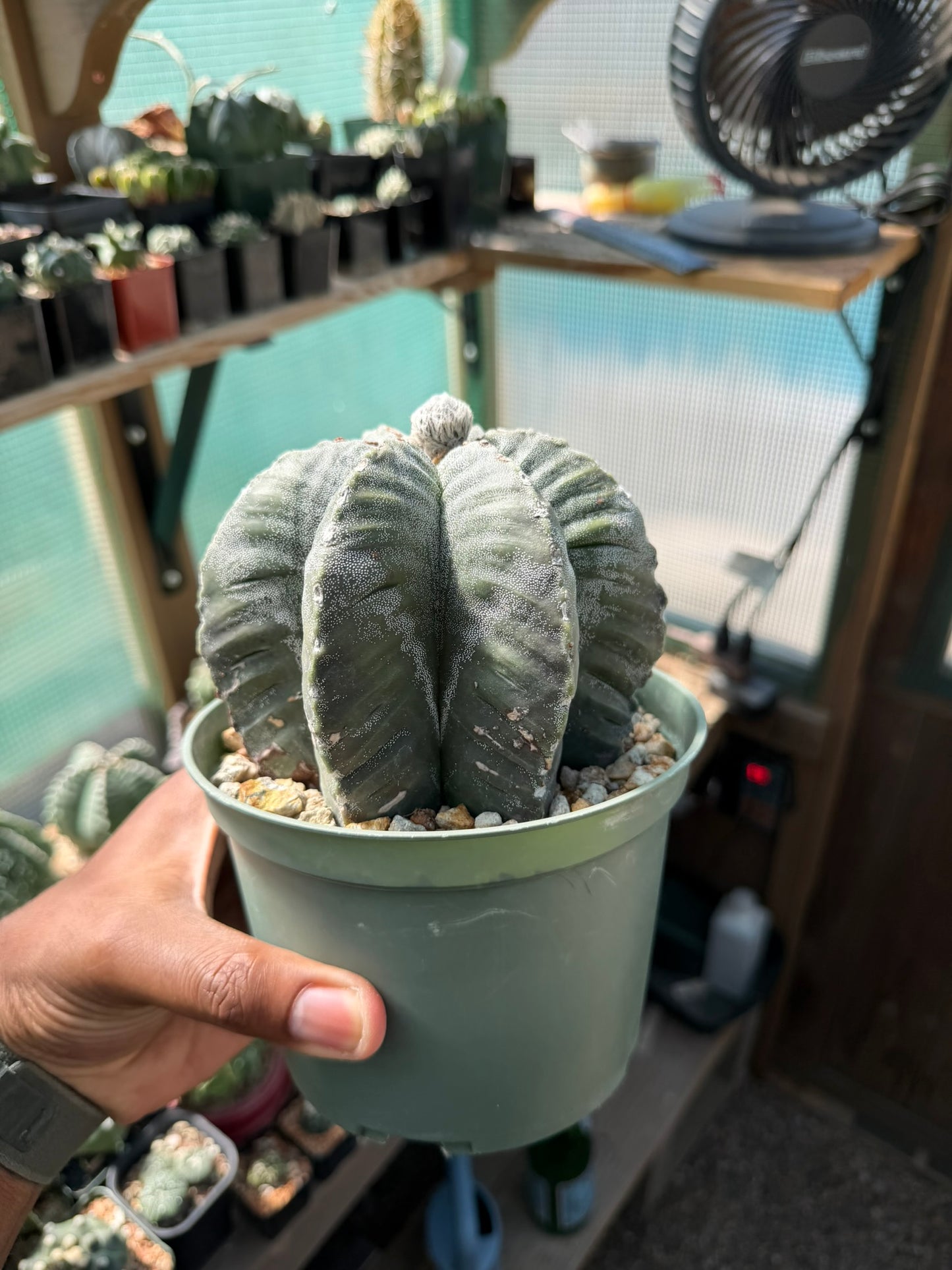 Astrophytum myriostigma multicostatum