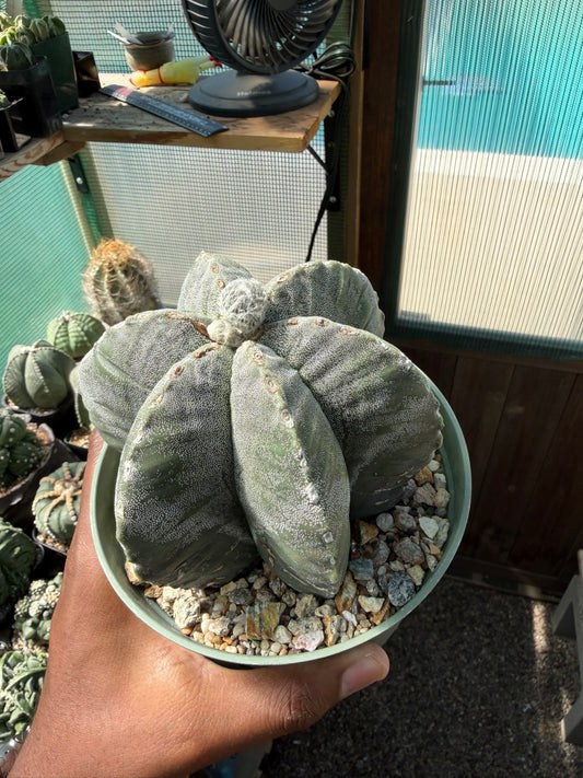Astrophytum myriostigma multicostatum