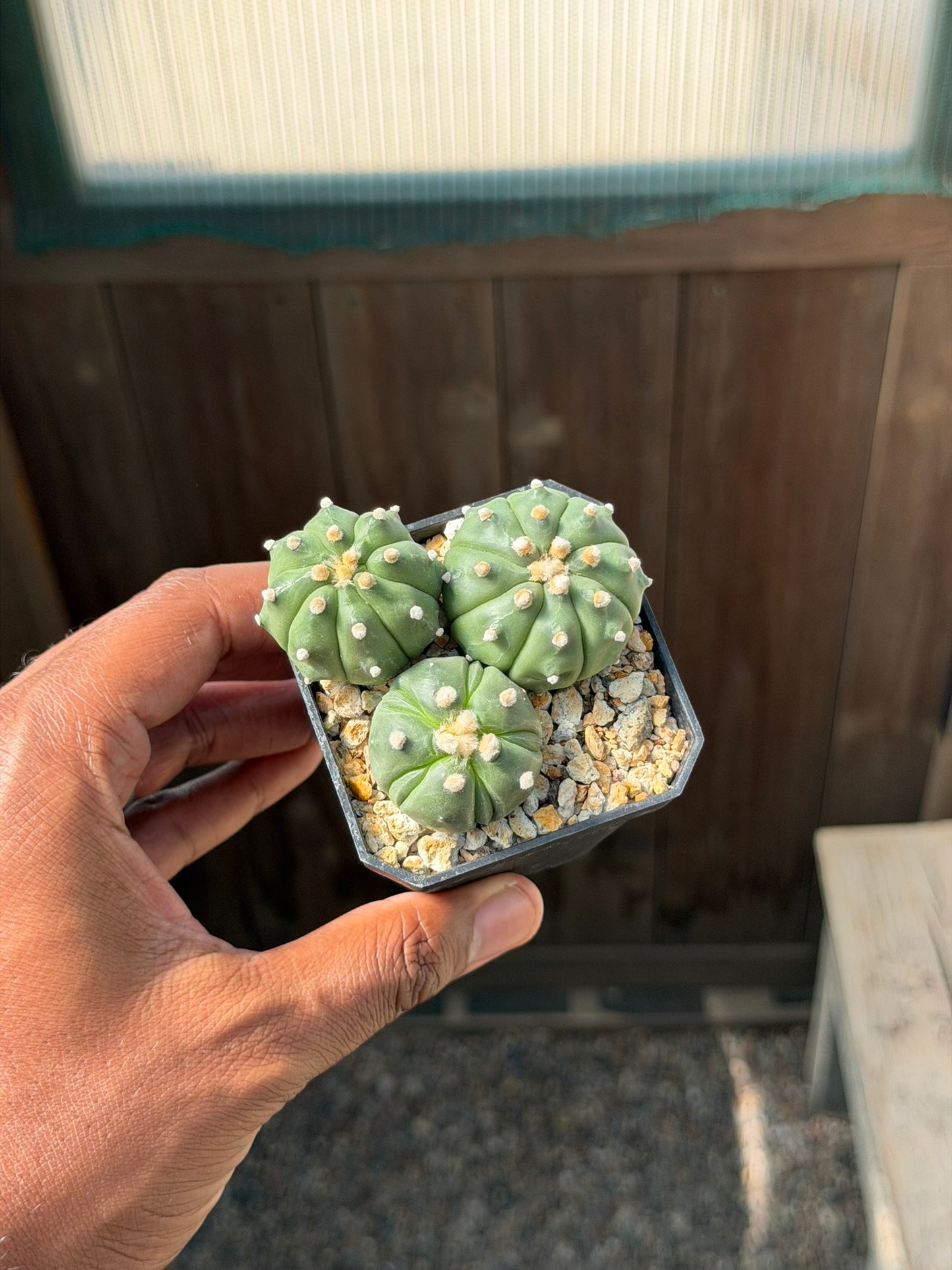Astrophytum asterias bundle