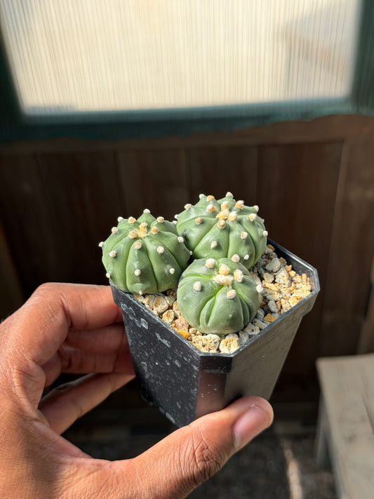 Astrophytum asterias bundle