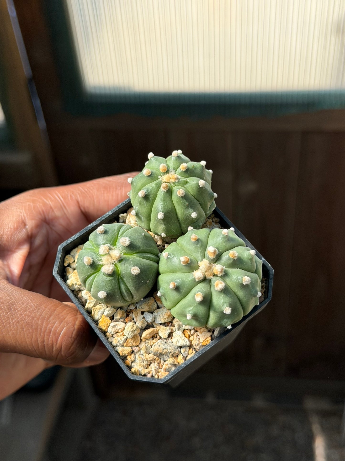 Astrophytum asterias bundle