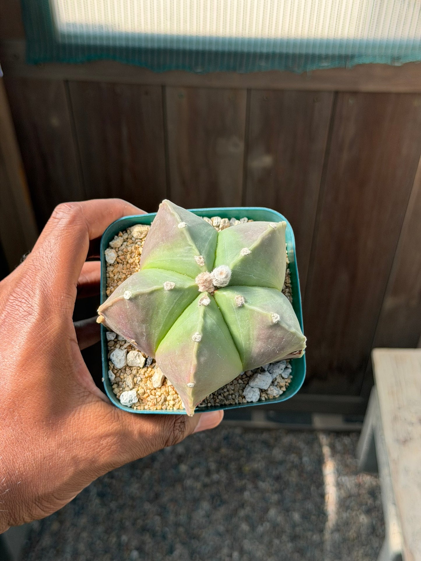 Astrophytum myriostigma nudum