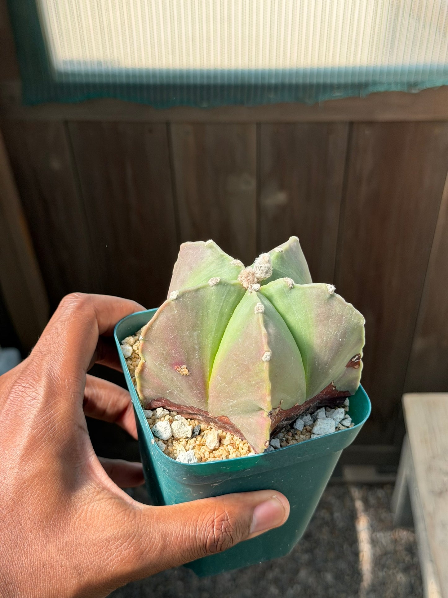 Astrophytum myriostigma nudum