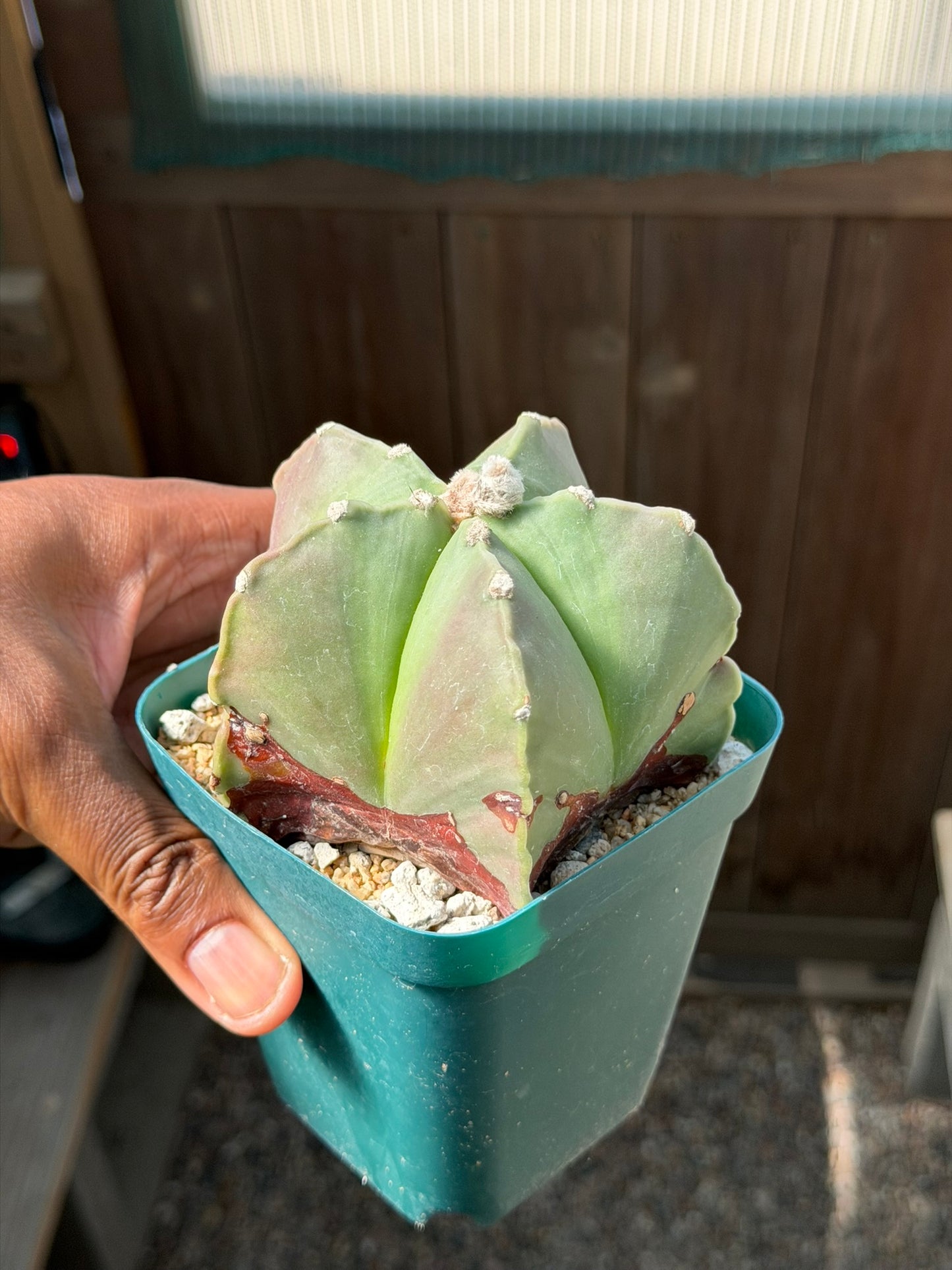 Astrophytum myriostigma nudum