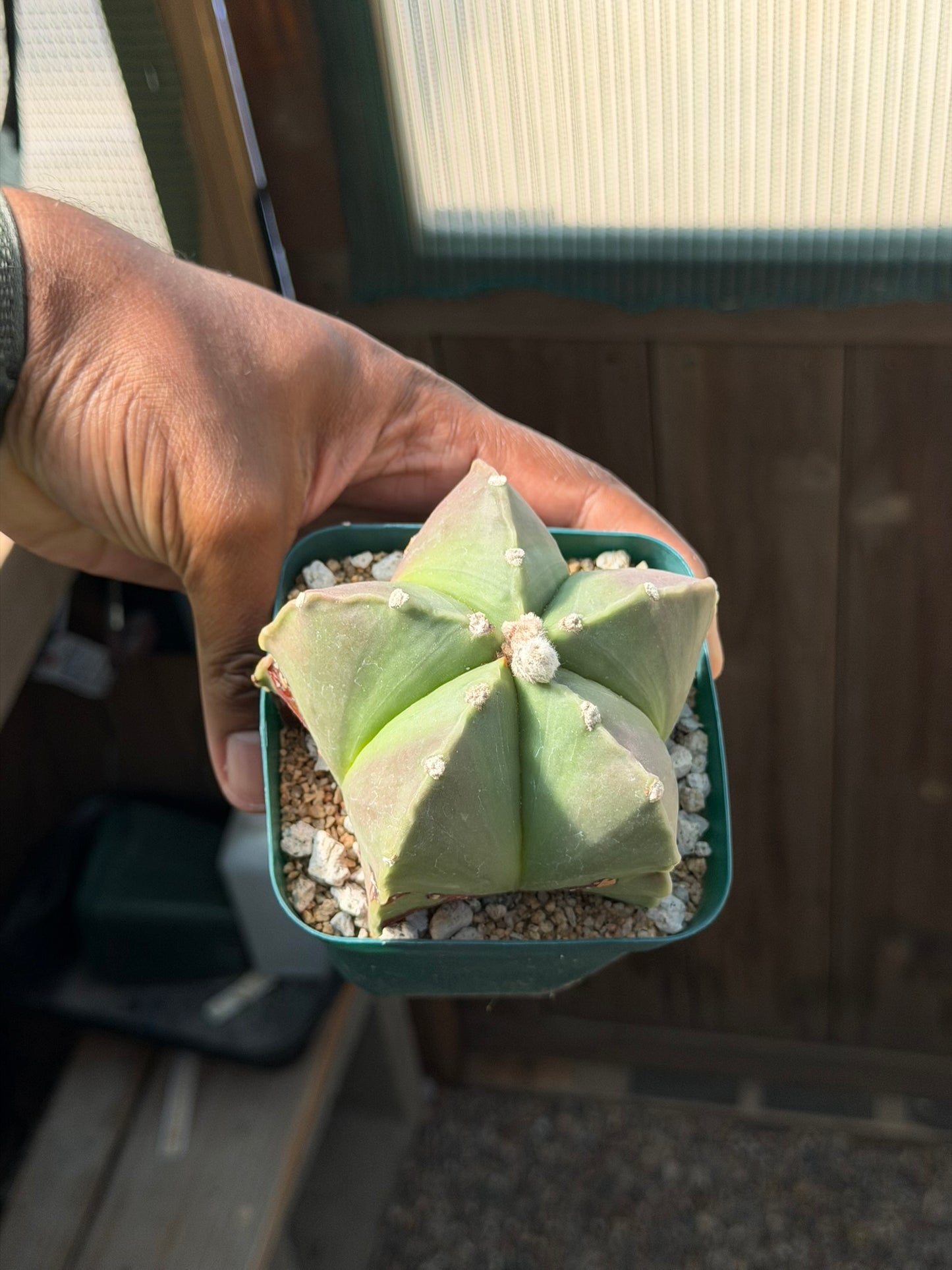 Astrophytum myriostigma nudum