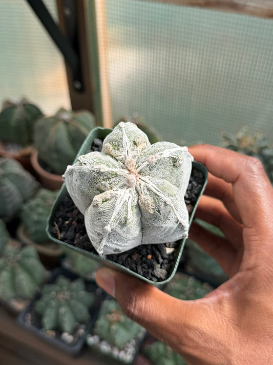 Astrophytum myriostigma Fukuryu Hakujo