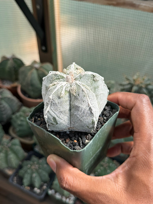 Astrophytum myriostigma Fukuryu Hakujo