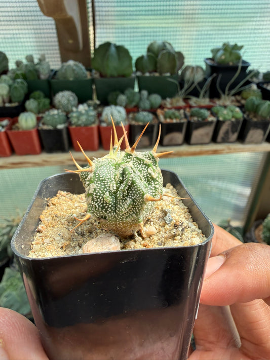 Astrophytum Ornatum Fukuryu Hania