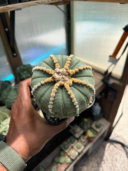 Astrophytum asterias Rensei Ooibo Fukuryu Shinshowa