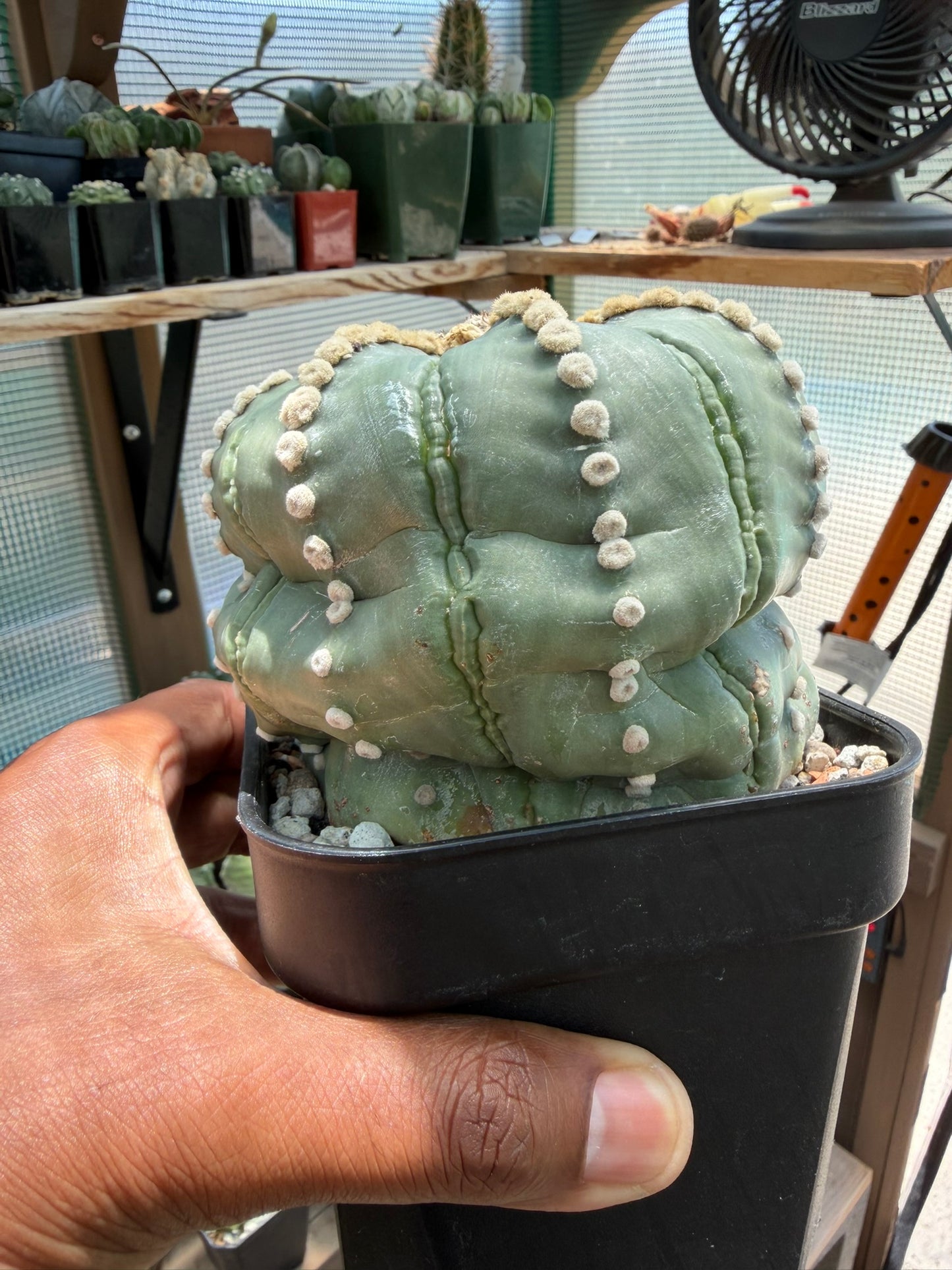 Astrophytum asterias Rensei Ooibo Fukuryu Shinshowa