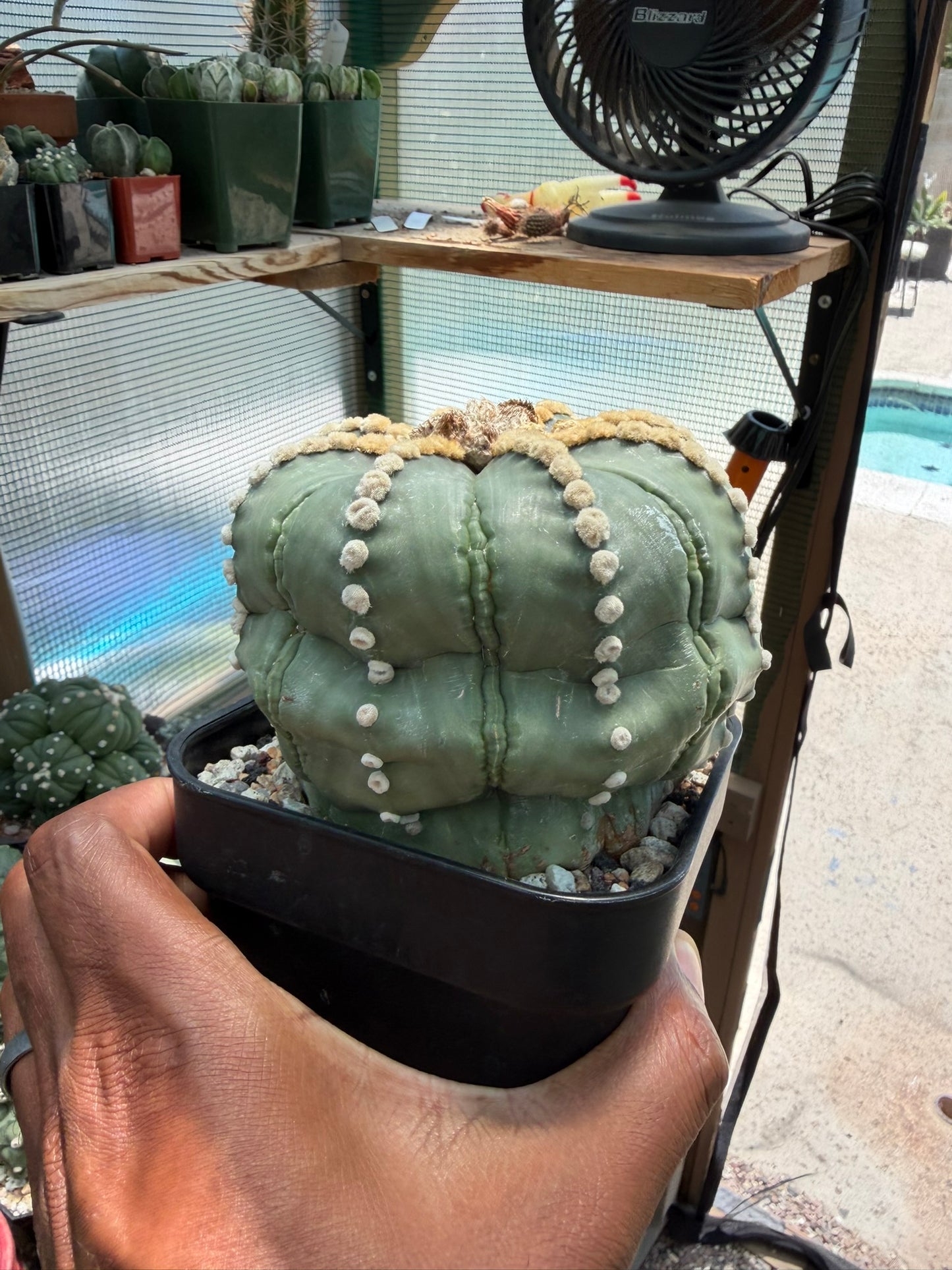 Astrophytum asterias Rensei Ooibo Fukuryu Shinshowa