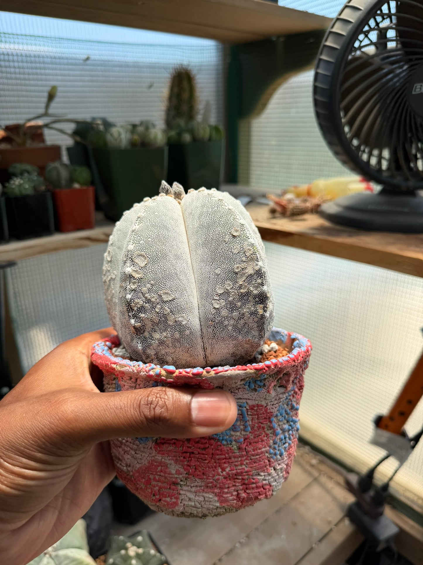Astrophytum myriostigma Onzuka