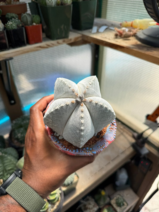 Astrophytum myriostigma Onzuka