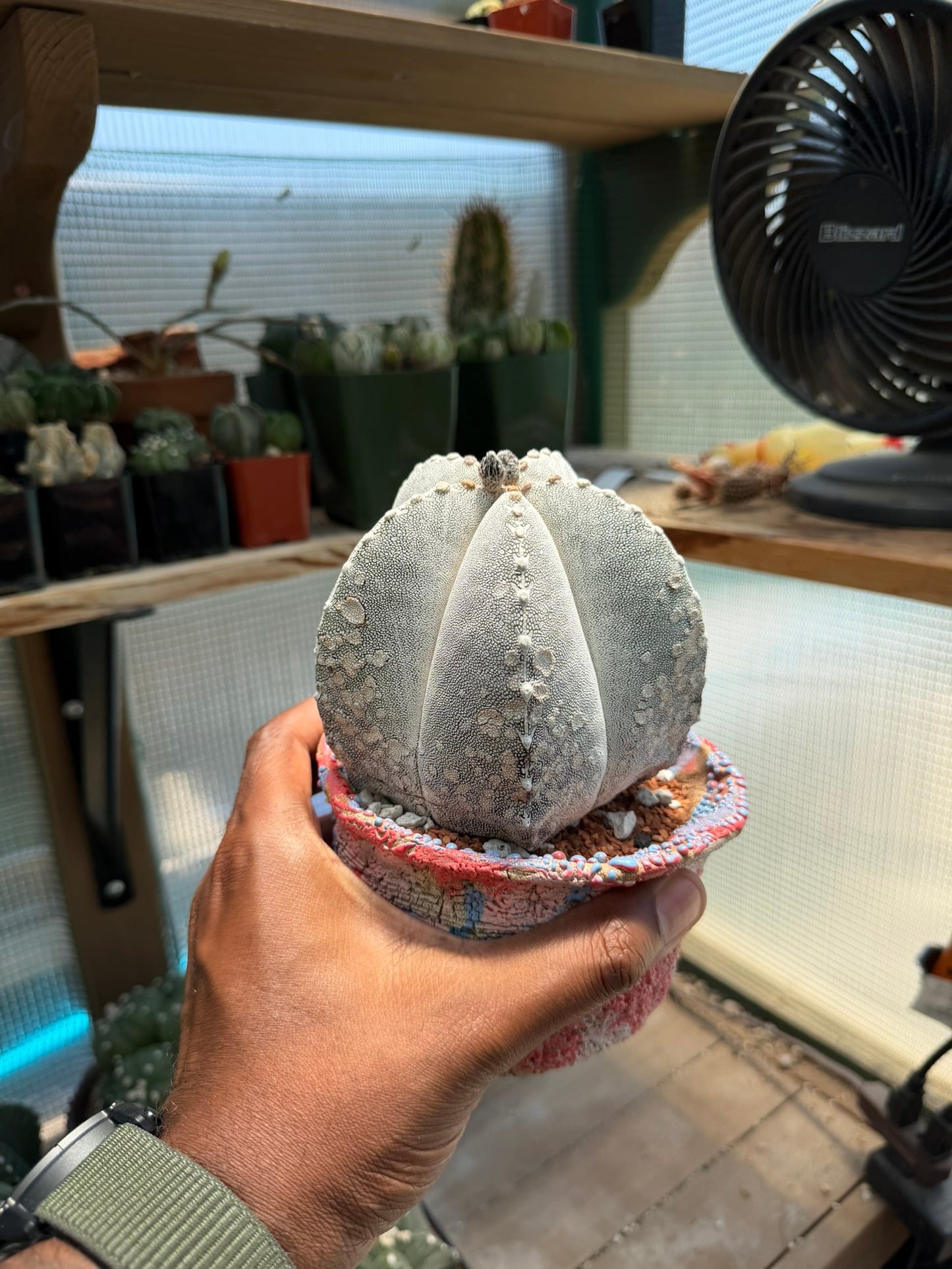 Astrophytum myriostigma Onzuka