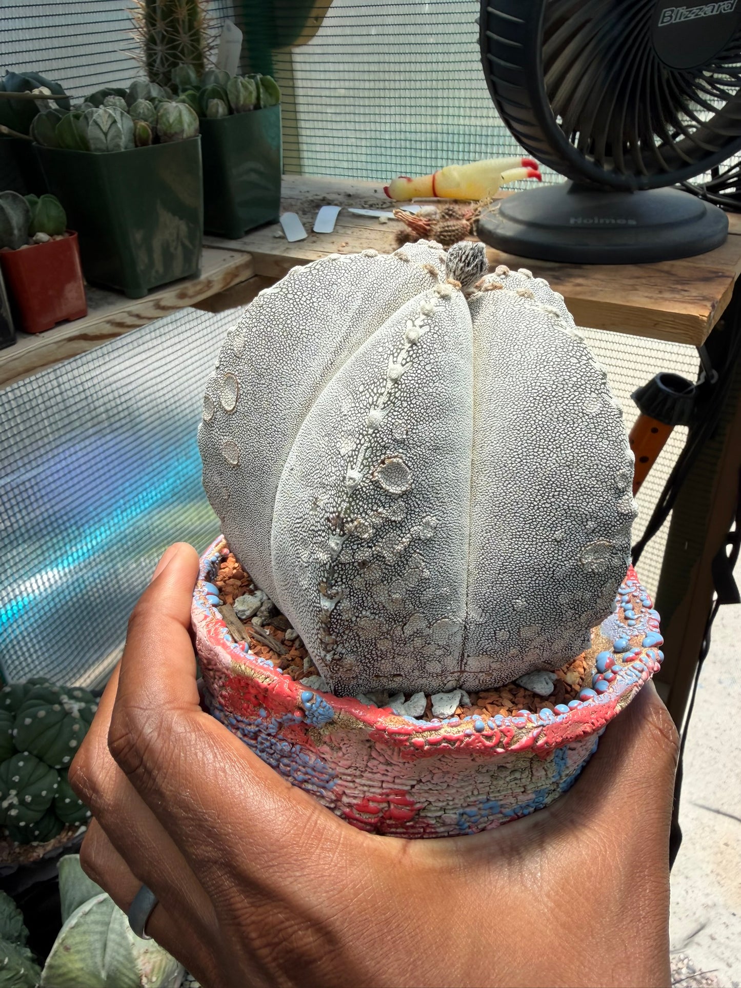Astrophytum myriostigma Onzuka