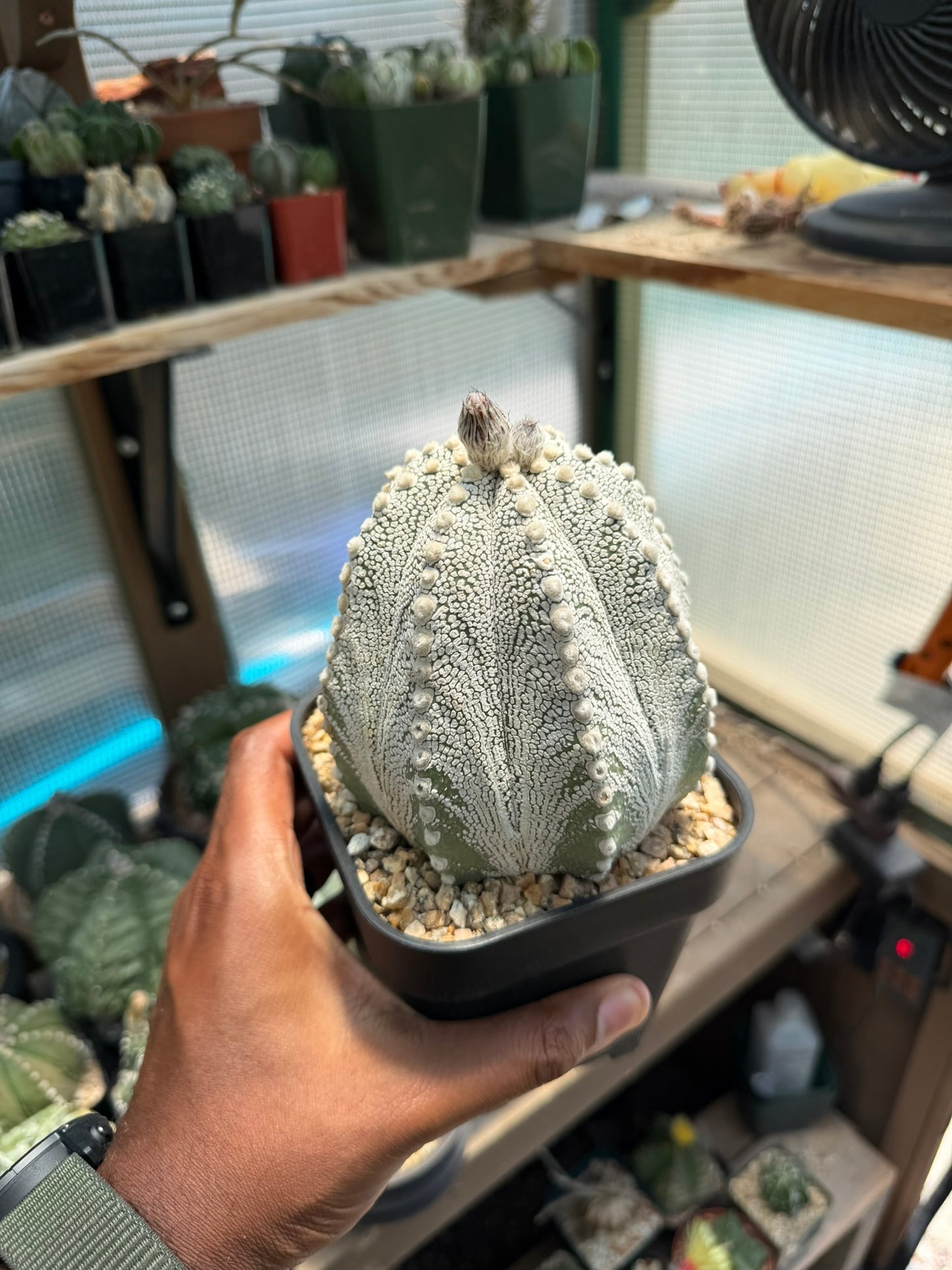 Astrophytum asterias Superkabuto X Capricorne