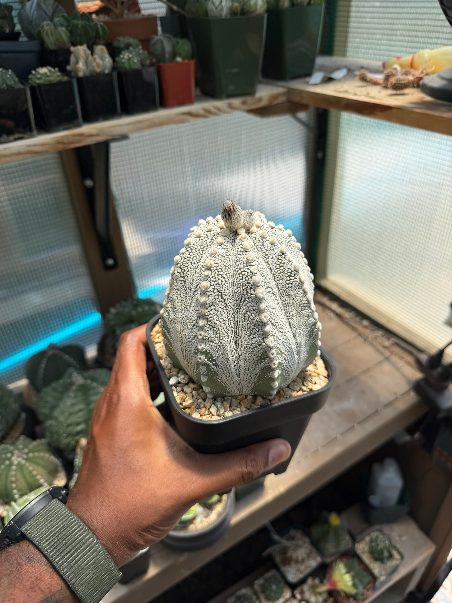 Astrophytum asterias Superkabuto X Capricorne