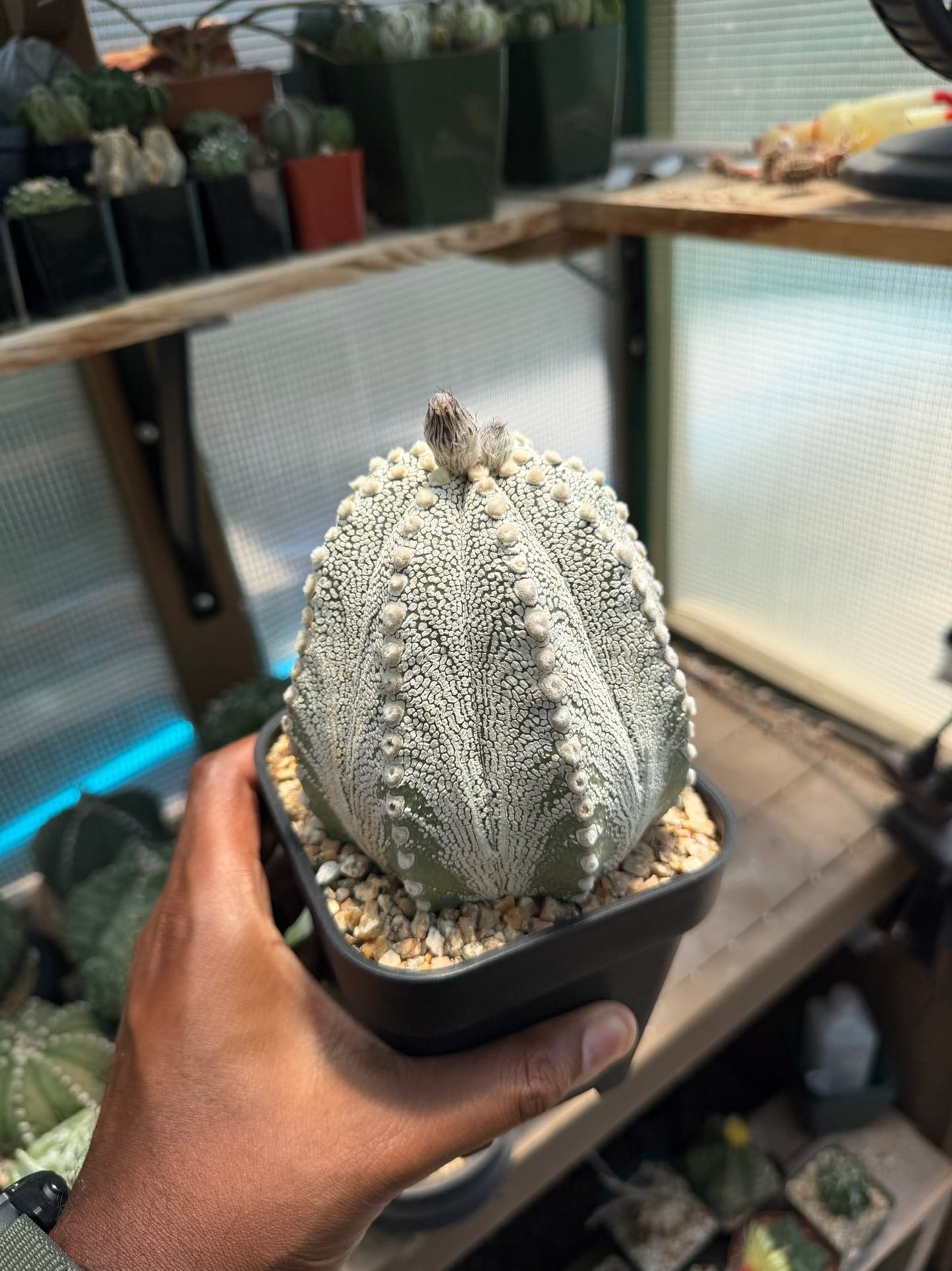 Astrophytum asterias Superkabuto X Capricorne