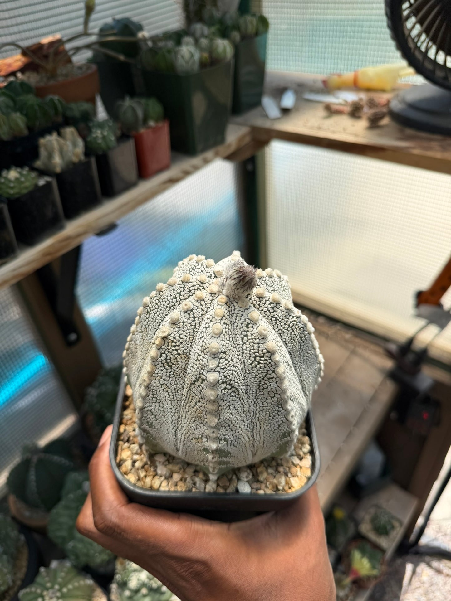 Astrophytum asterias Superkabuto X Capricorne