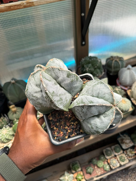 Astrophytum myriostigma Hakujo 2 Headed
