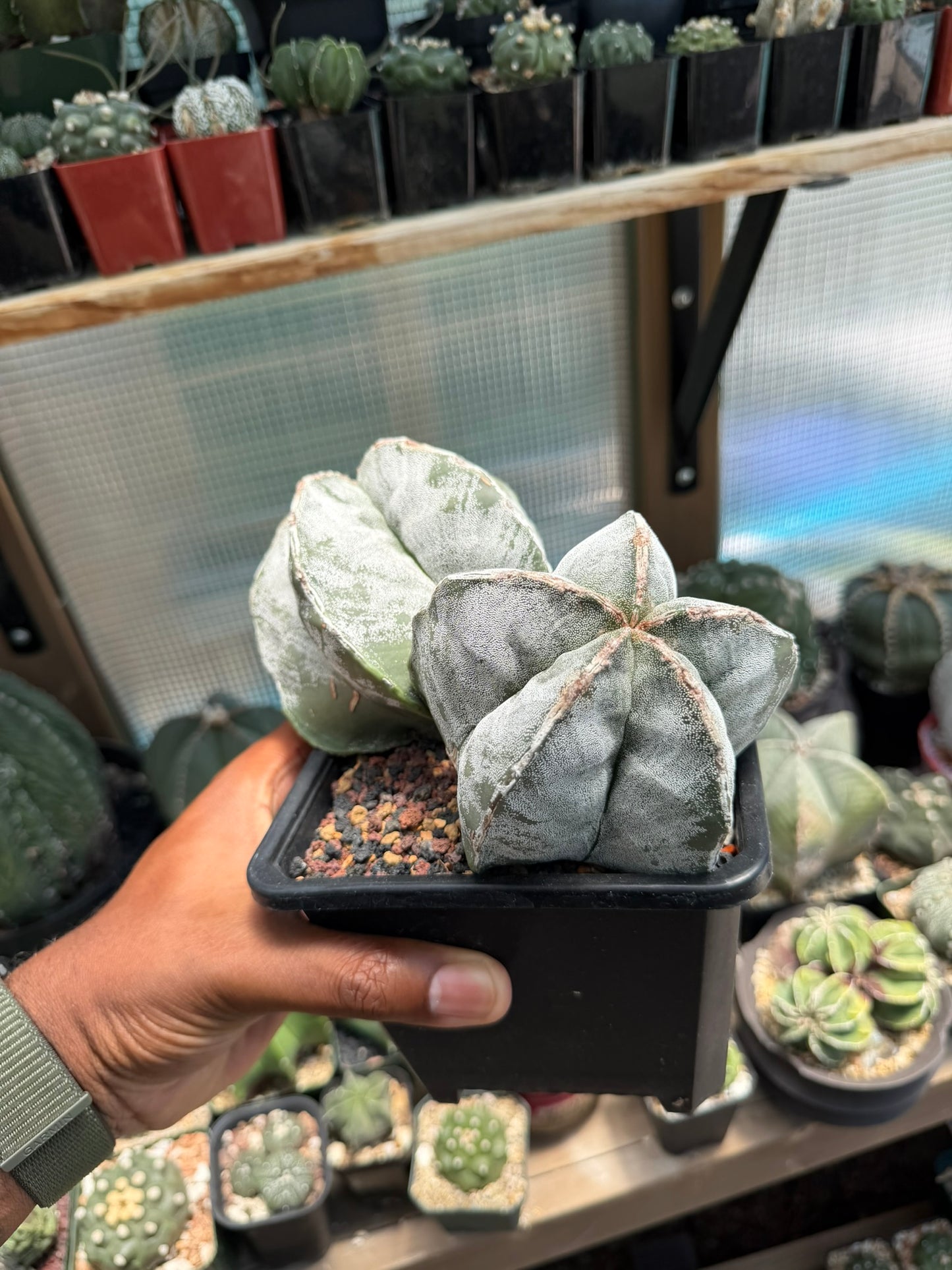 Astrophytum myriostigma Hakujo 2 Headed