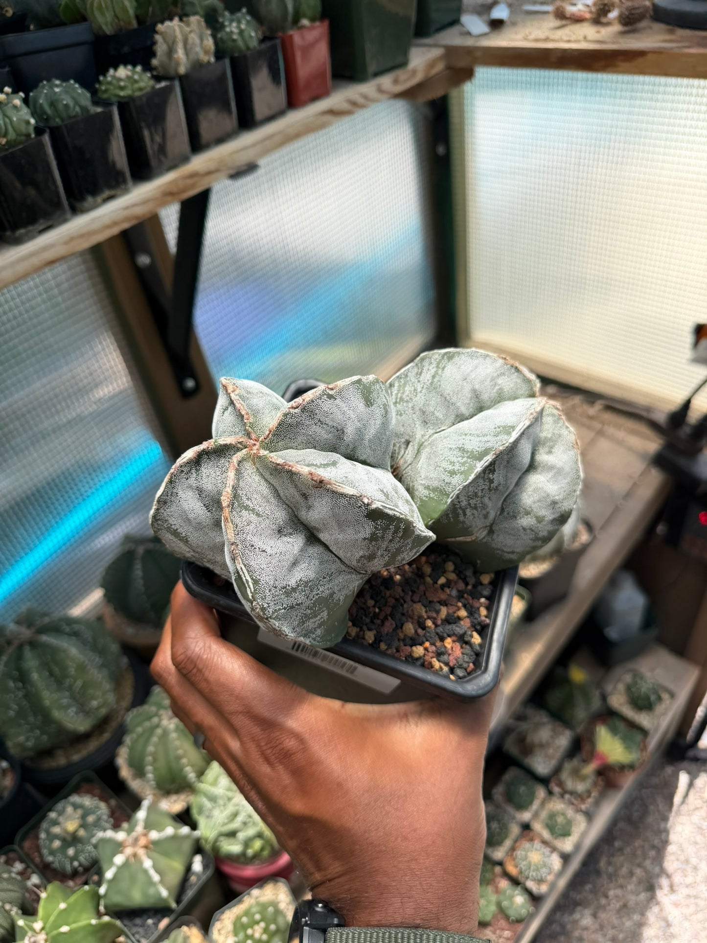 Astrophytum myriostigma Hakujo 2 Headed
