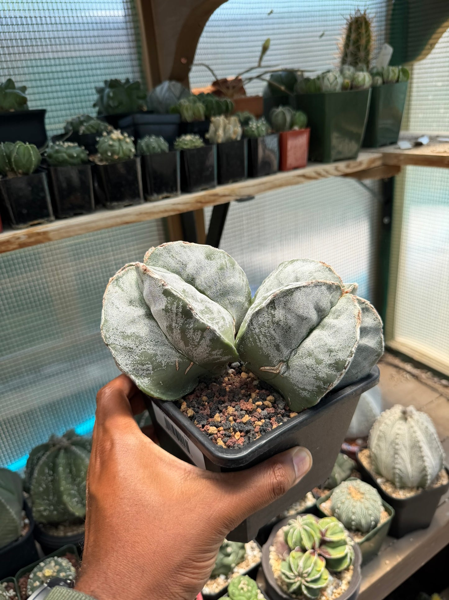 Astrophytum myriostigma Hakujo 2 Headed
