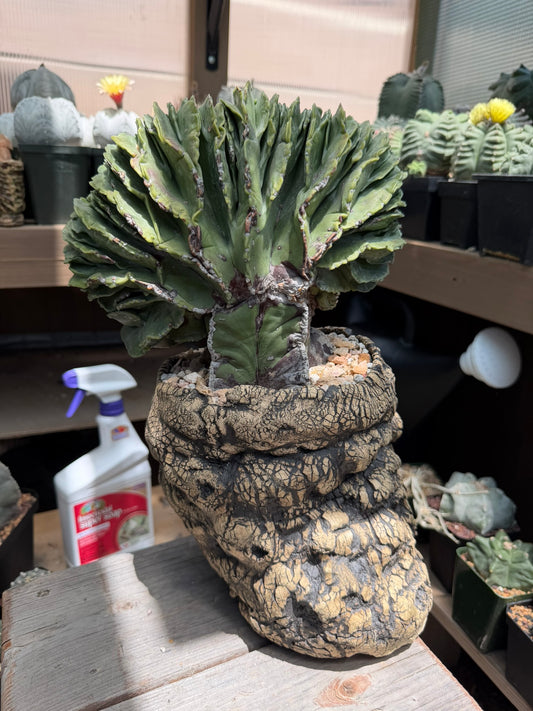 Astrophytum myriostigma Crested
